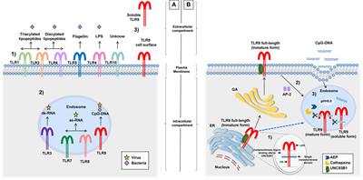 Potential Chronotherapeutic Optimization of Antimalarials in Systemic Lupus Erythematosus: Is Toll-Like Receptor 9 Expression Dependent on the Circadian Cycle in Humans?